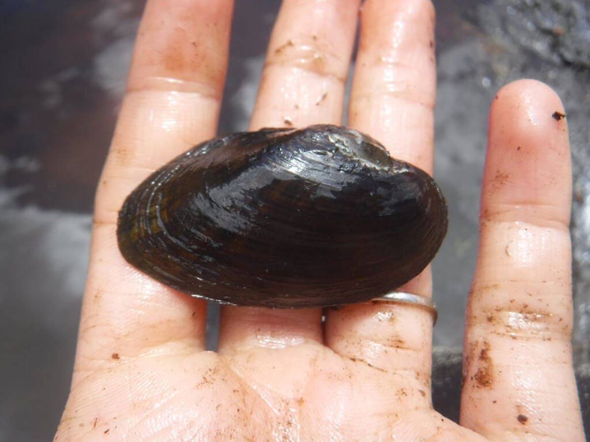 Rare Mussels Found in Rhode Island River After 30 Years - Image 2