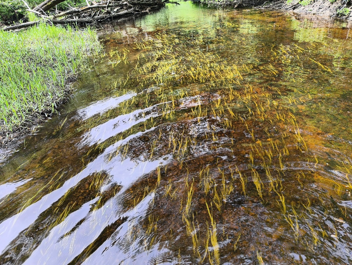 Rare Mussels Found in Rhode Island River After 30 Years