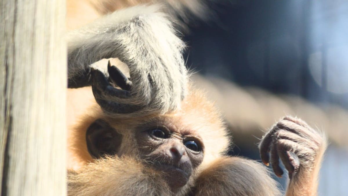 ** Baby white-handed gibbon learning to climb and swing at Utica Zoo with family