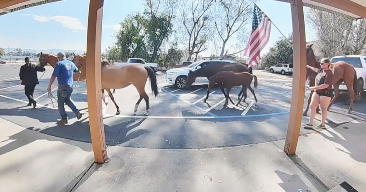 Loose horses being corralled in parking lot by community volunteers in Valley Center California