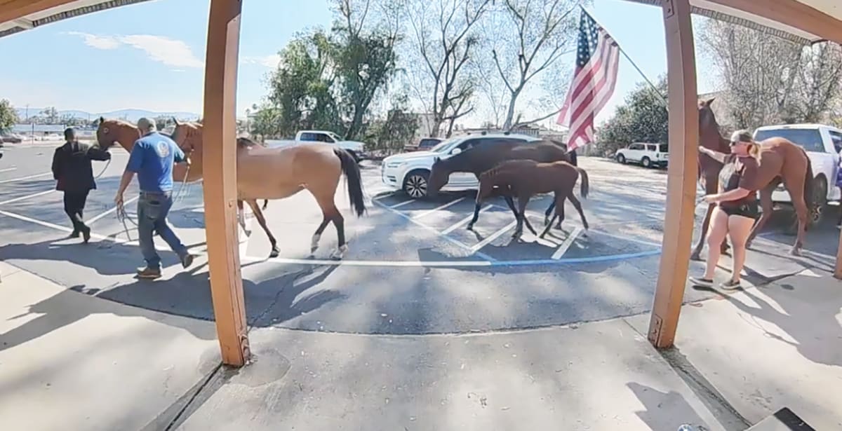 Valley Center Volunteers Corral 7 Runaway Horses - Image 2