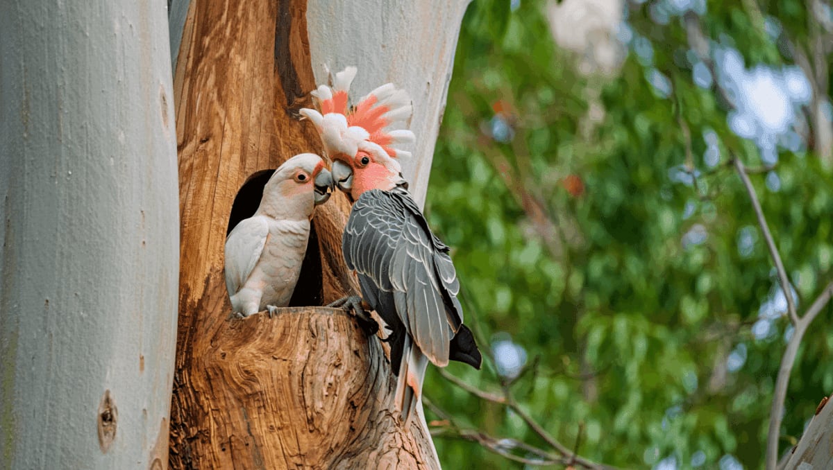 Endangered Palm Cockatoo Raises Chick in Artificial Nest