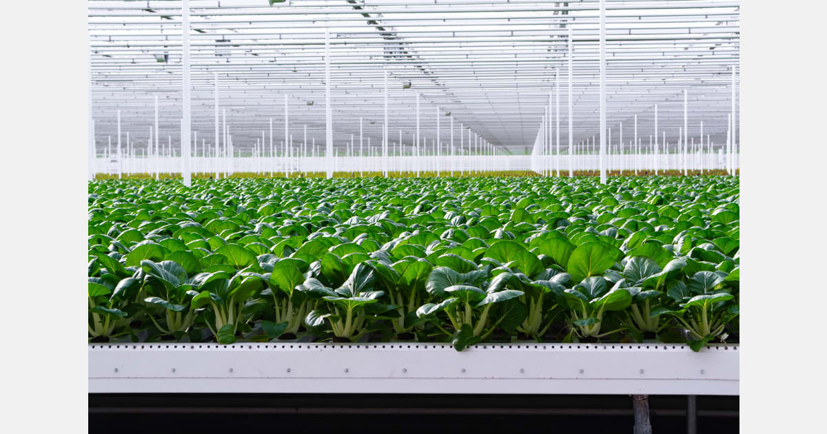 Modern greenhouse facility with rows of crops growing under controlled lighting systems