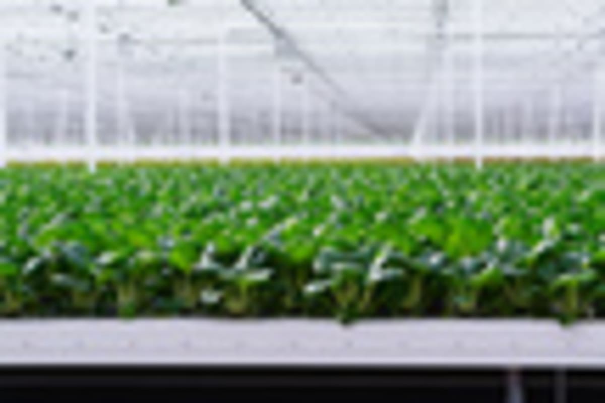 China Closes 20-Year Gap in Agricultural Innovation Race - Image 4
