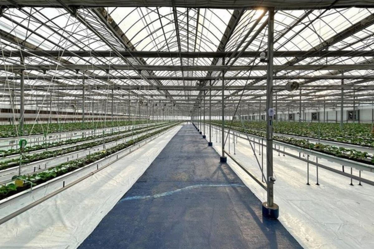 Korean Tech Turns Idle Uzbek Greenhouse Into Export Hub - Image 4