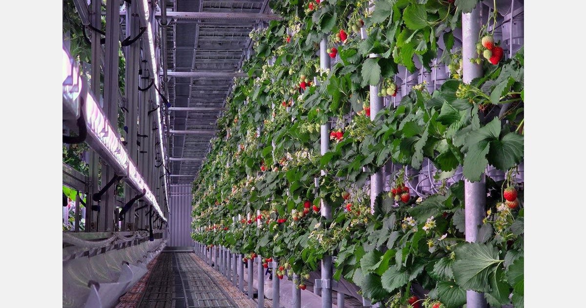 Korean Tech Turns Idle Uzbek Greenhouse Into Export Hub