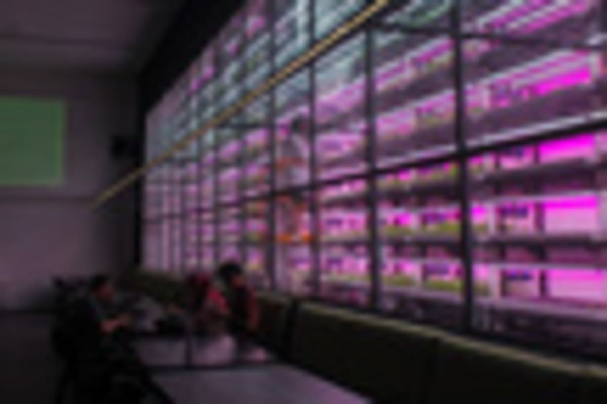 Cities Turn Skyscrapers Into Vertical Farms for Local Food - Image 5