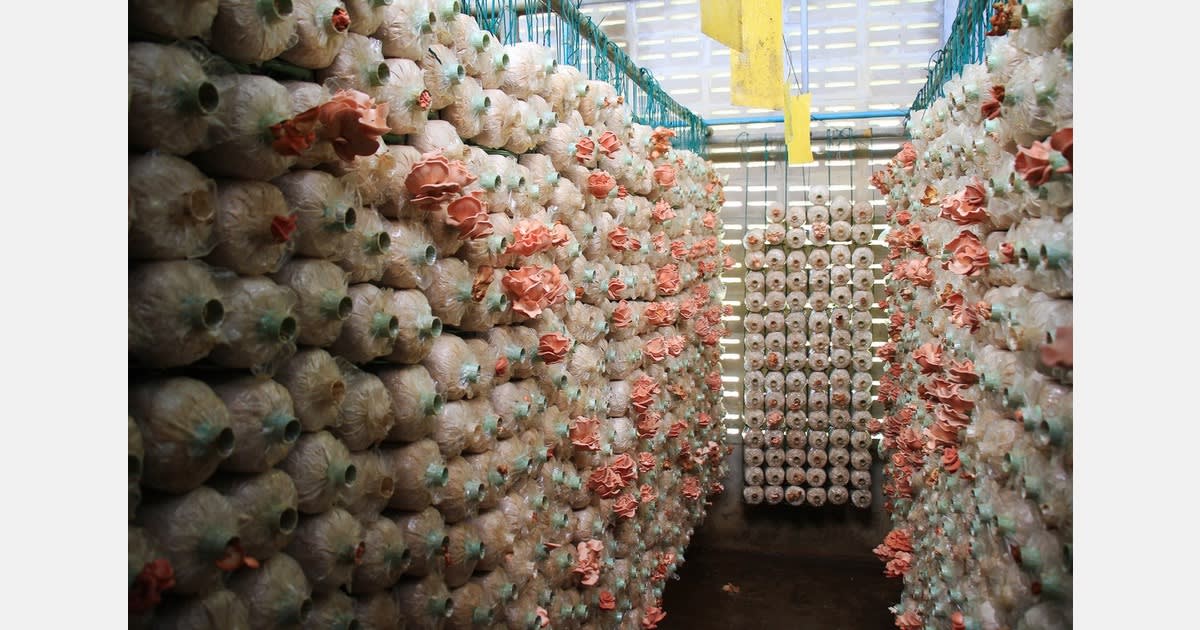 Kashmir Scientists Tame Wild Luxury Mushroom for Farming