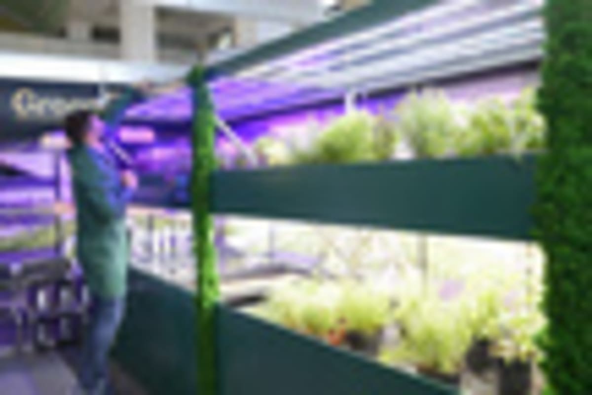 Cities Turn Skyscrapers Into Vertical Farms for Local Food - Image 2