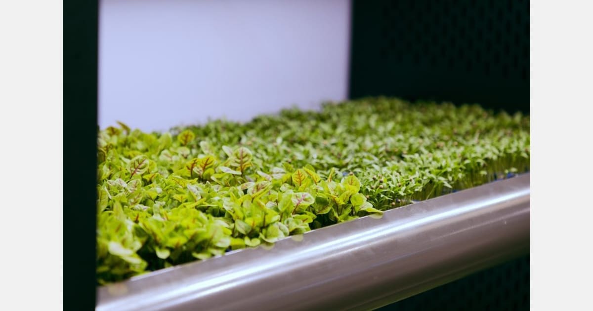 Airlines Grow Fresh Herbs Onsite to Cut Waste, Boost Meals