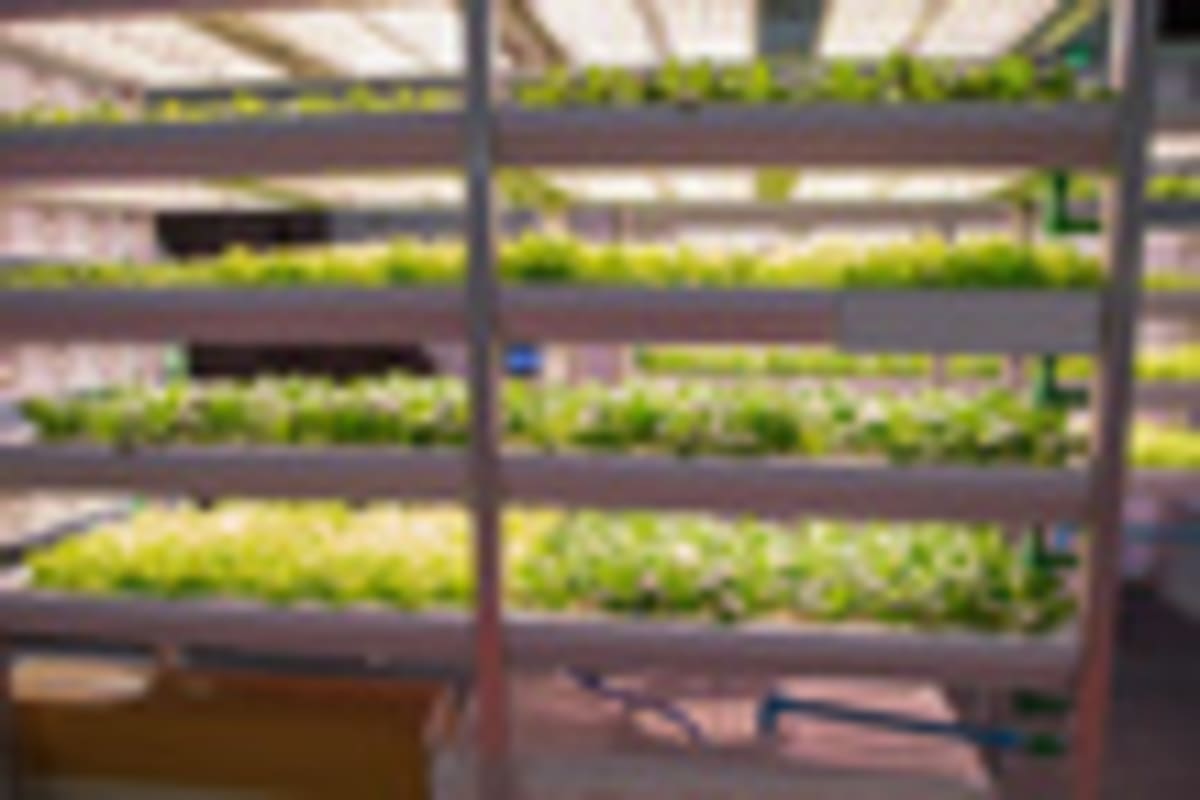 Cities Turn Skyscrapers Into Vertical Farms for Local Food - Image 4