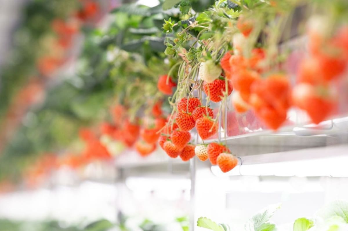 Oishii Opens Japan R&D Hub to Transform Vertical Farming - Image 2