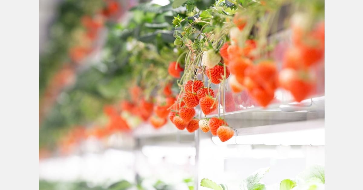 Oishii Opens Japan R&D Hub to Transform Vertical Farming