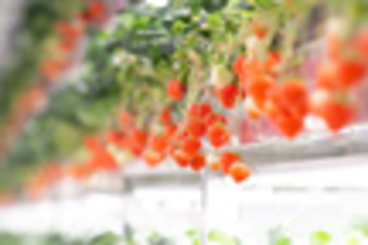 Oishii Opens Japan R&D Hub to Transform Vertical Farming - Image 5