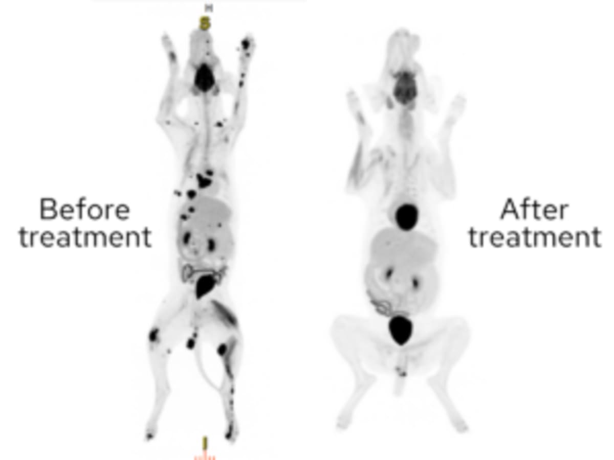Therapy Dog Beats Rare Disease, Joins Groundbreaking Study - Image 3