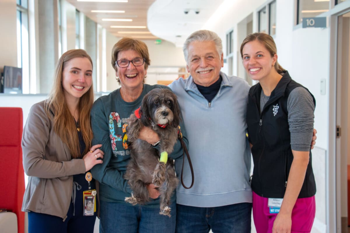 Gracie, a small gray therapy dog, sits calmly before returning to work at elementary school
