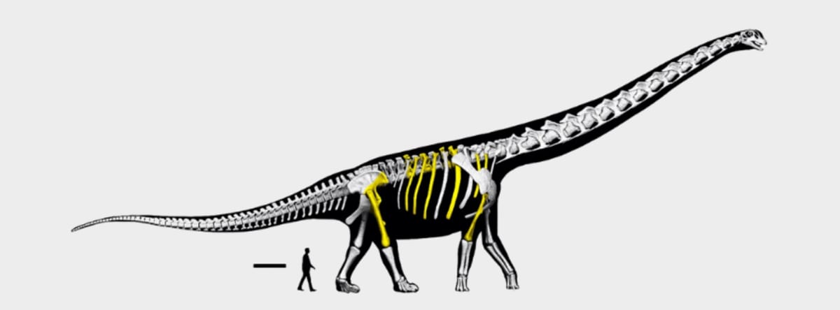 Thailand Discovers 90-Foot 'Last Titan' Dinosaur - Image 2