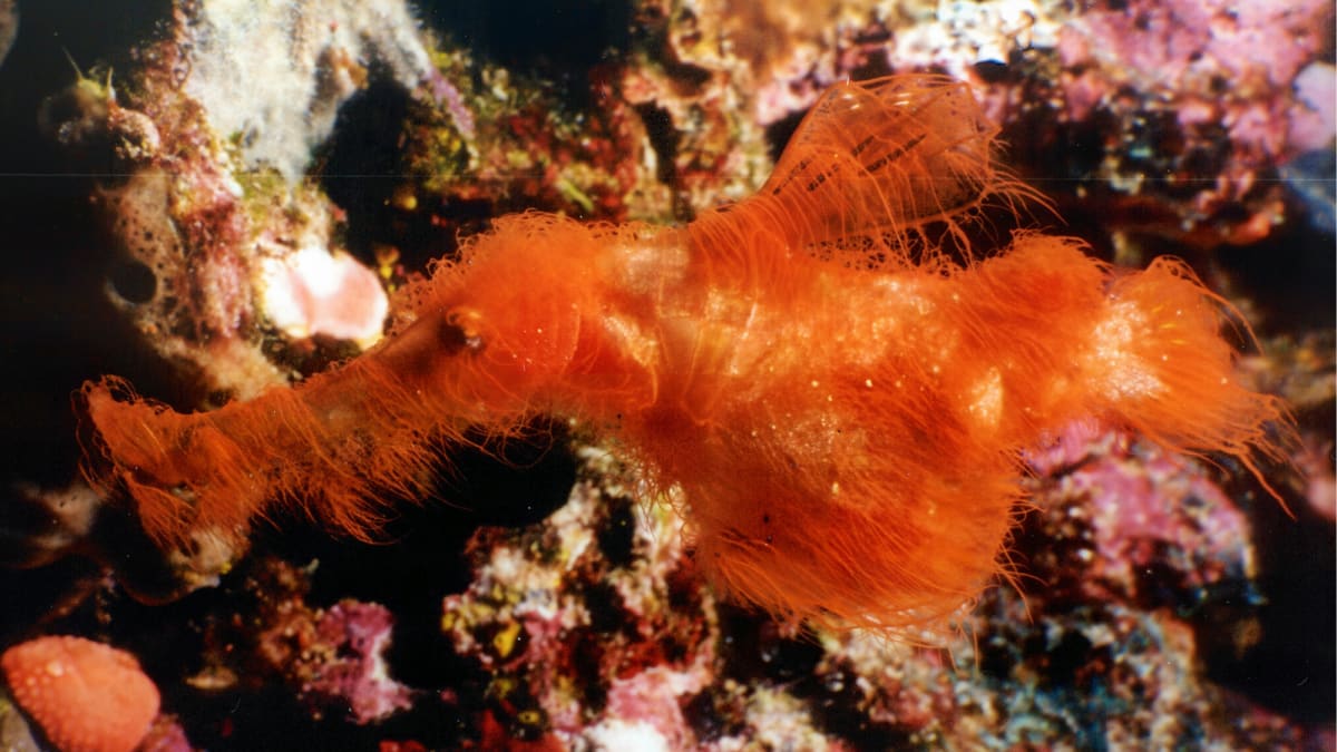 Small orange fuzzy ghost pipefish with hair-like filaments floating near coral reef