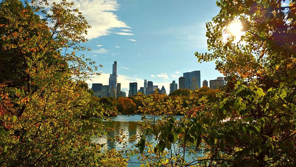 New York Opens $20M Program to Plant 25 Million Trees