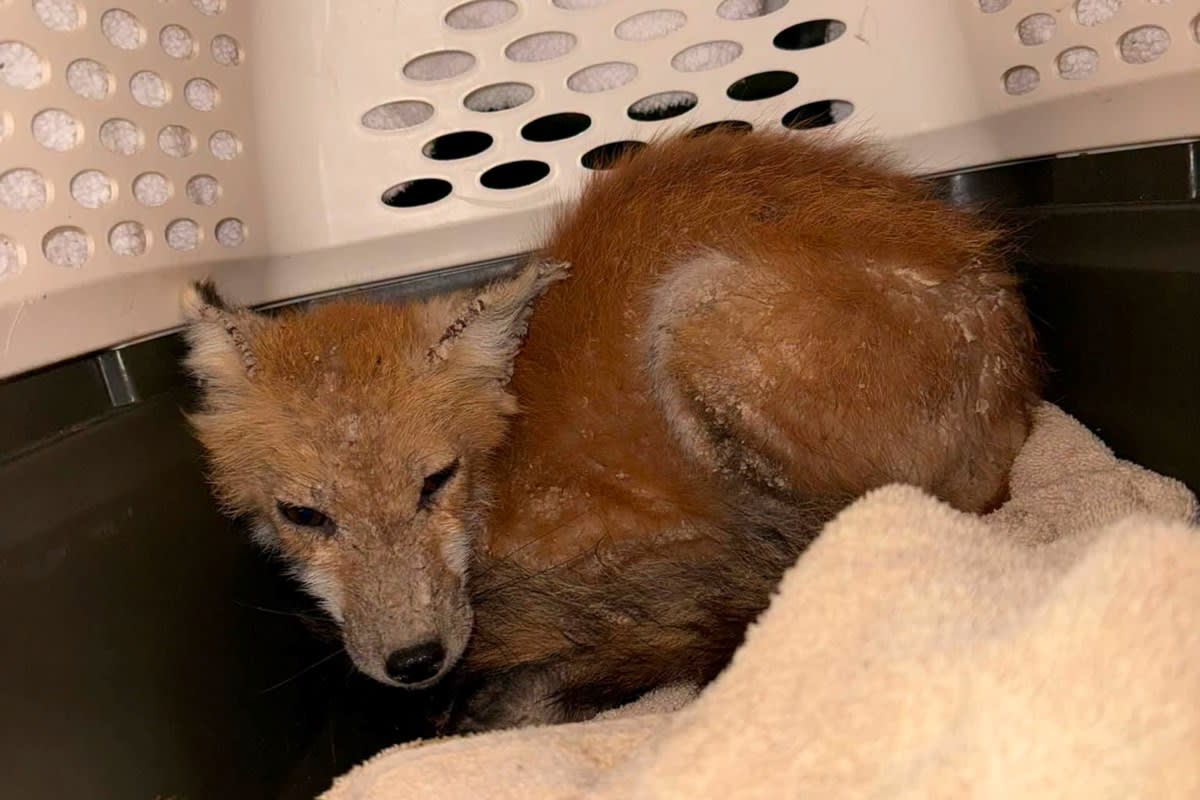 Wildlife volunteer checking humane trap in natural outdoor setting to rescue sick fox