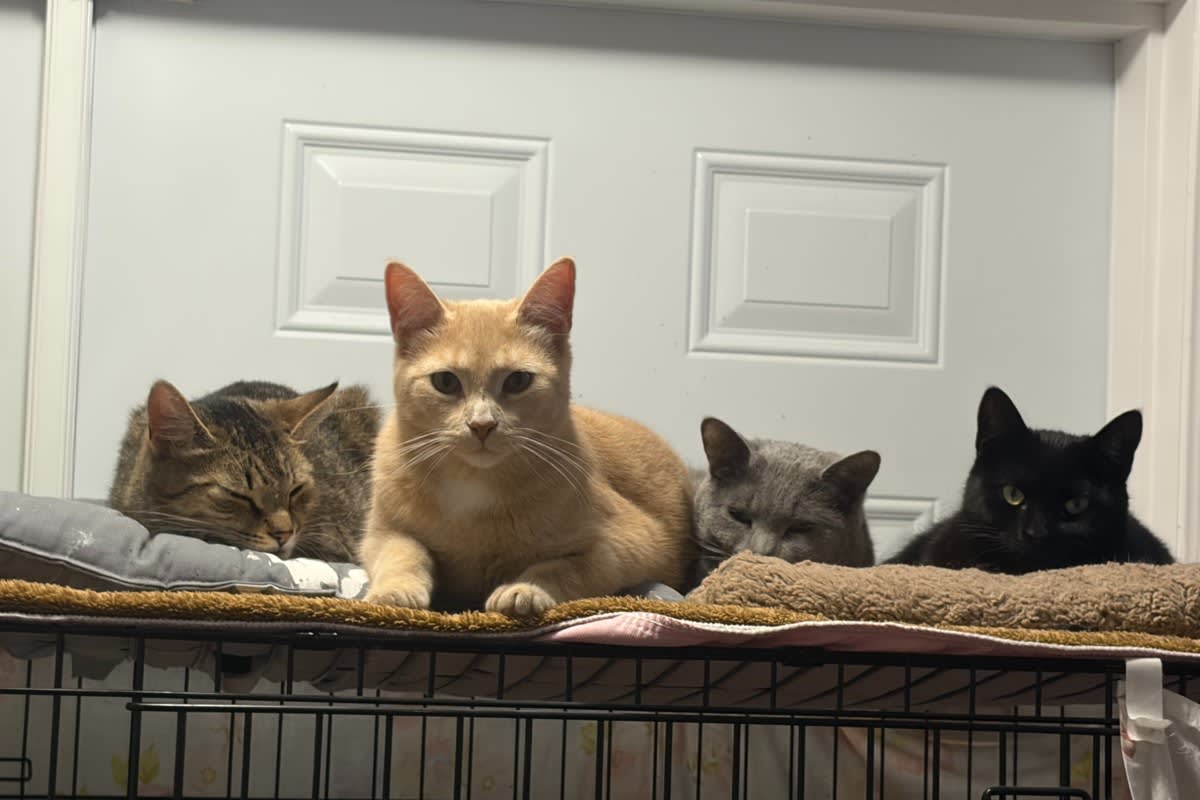 Canadian Shelter Rescues 1,000+ Pets in 34 Years