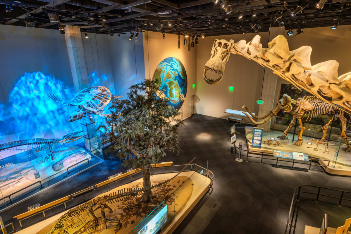 Ancient shark fossils on display at Perot Museum of Nature and Science in Dallas Texas