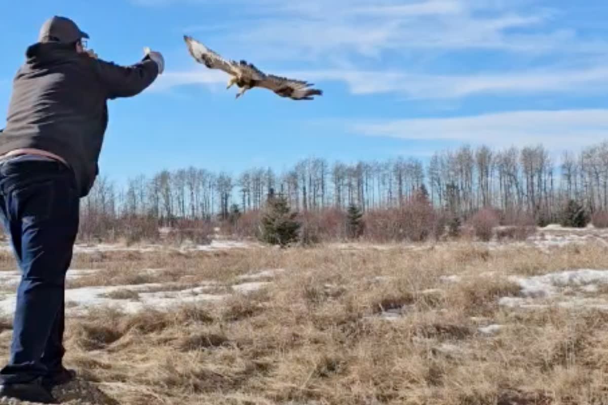 Rough-legged hawk spreading wings in flight after rehabilitation at Alberta wildlife rescue center