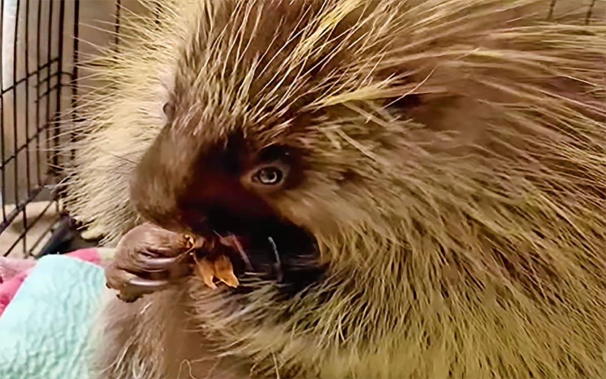 Young porcupine with bandaged front paw recovering at Saskatchewan wildlife rehabilitation center