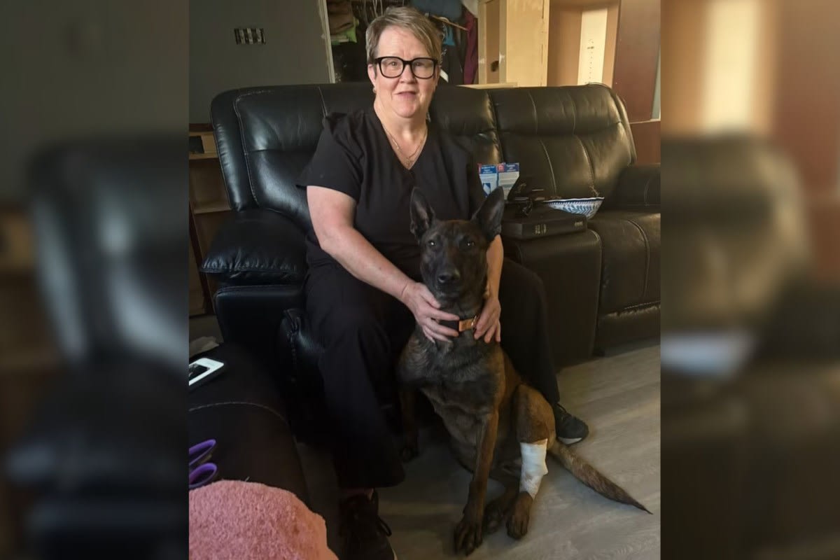 Belgian Malinois drug detection dog Radar recovering from leg injury in northern Ontario