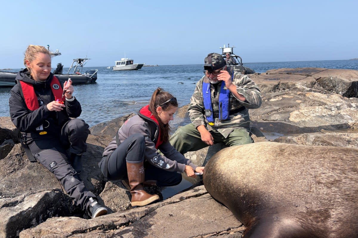 Vancouver Crew Saves 280kg Sea Lion From Plastic Band