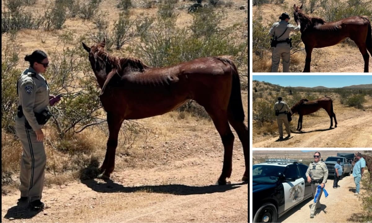 California Highway Patrol officer gently petting rescued malnourished horse in desert setting