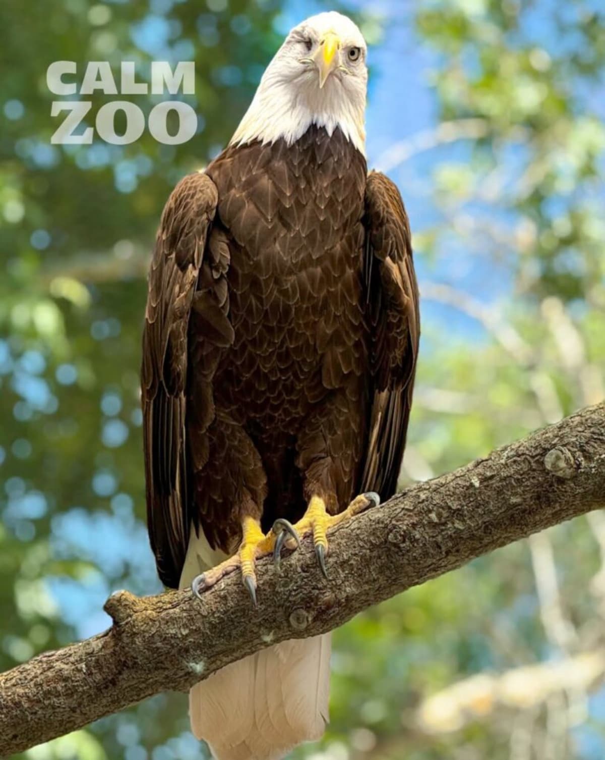 Rescue Eagle Spirit Donates Blood to Save Beloved Jackie - Image 4