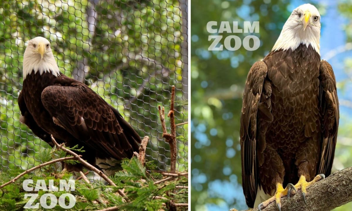 Spirit the bald eagle at CALM Zoo who donated blood to save another eagle