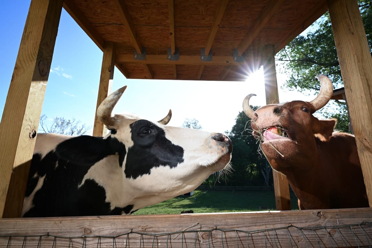 Filmmaker Joanna Zelman with rescued baby calf during transport to Maryland sanctuary
