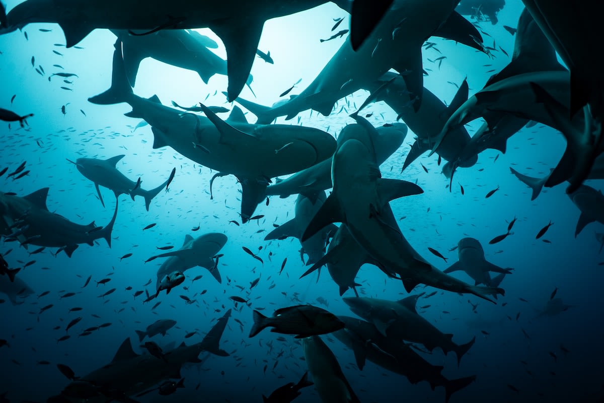 Bull sharks swimming together in parallel formation at Shark Reef Marine Reserve Fiji