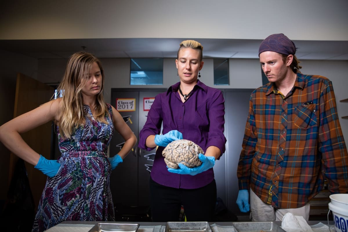 Scientist examining brain scan imagery showing connections between neurological conditions in research laboratory