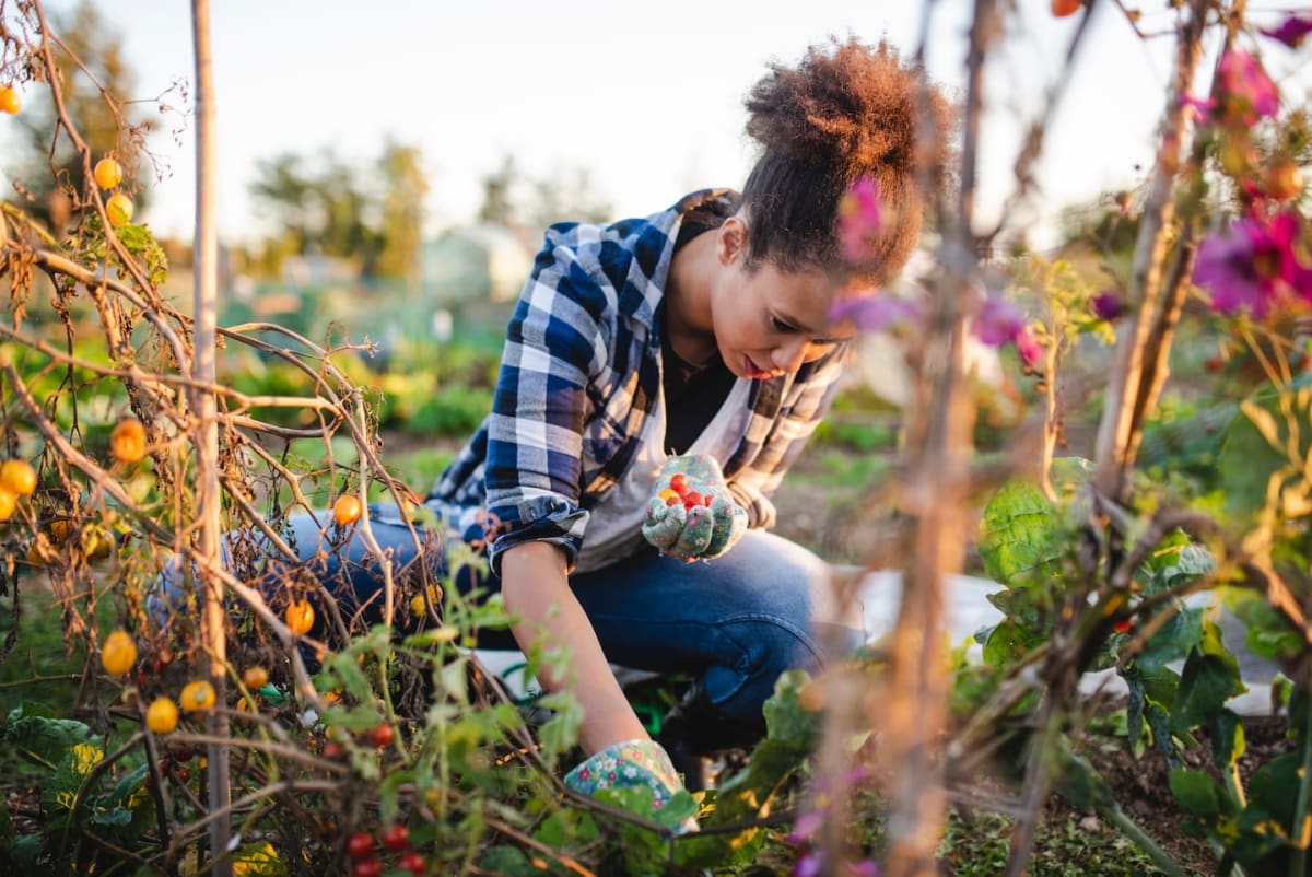 Hands planting seedlings in rich garden soil on a sunny spring day