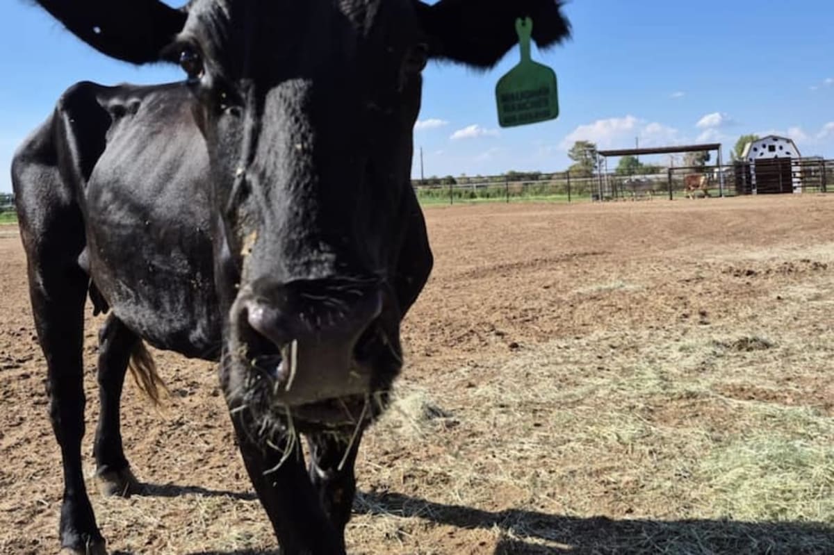 Filmmaker Rescues Calves, Turns Journey Into Documentary - Image 4