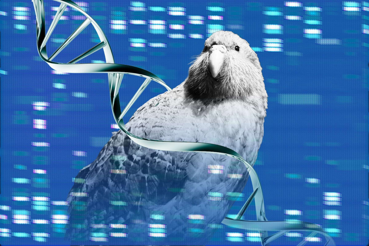 AI Helps Sequence Rare Parrot Genome to Save Species