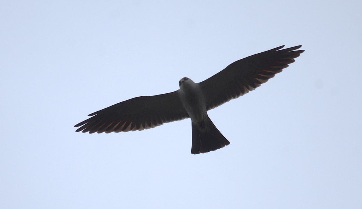 Mississippi kite hawk perched in urban Washington DC neighborhood tree canopy