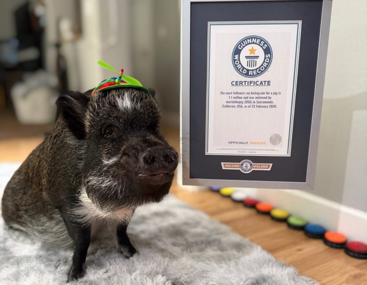 Merlin the pig pressing colorful communication buttons with his snout to express feelings