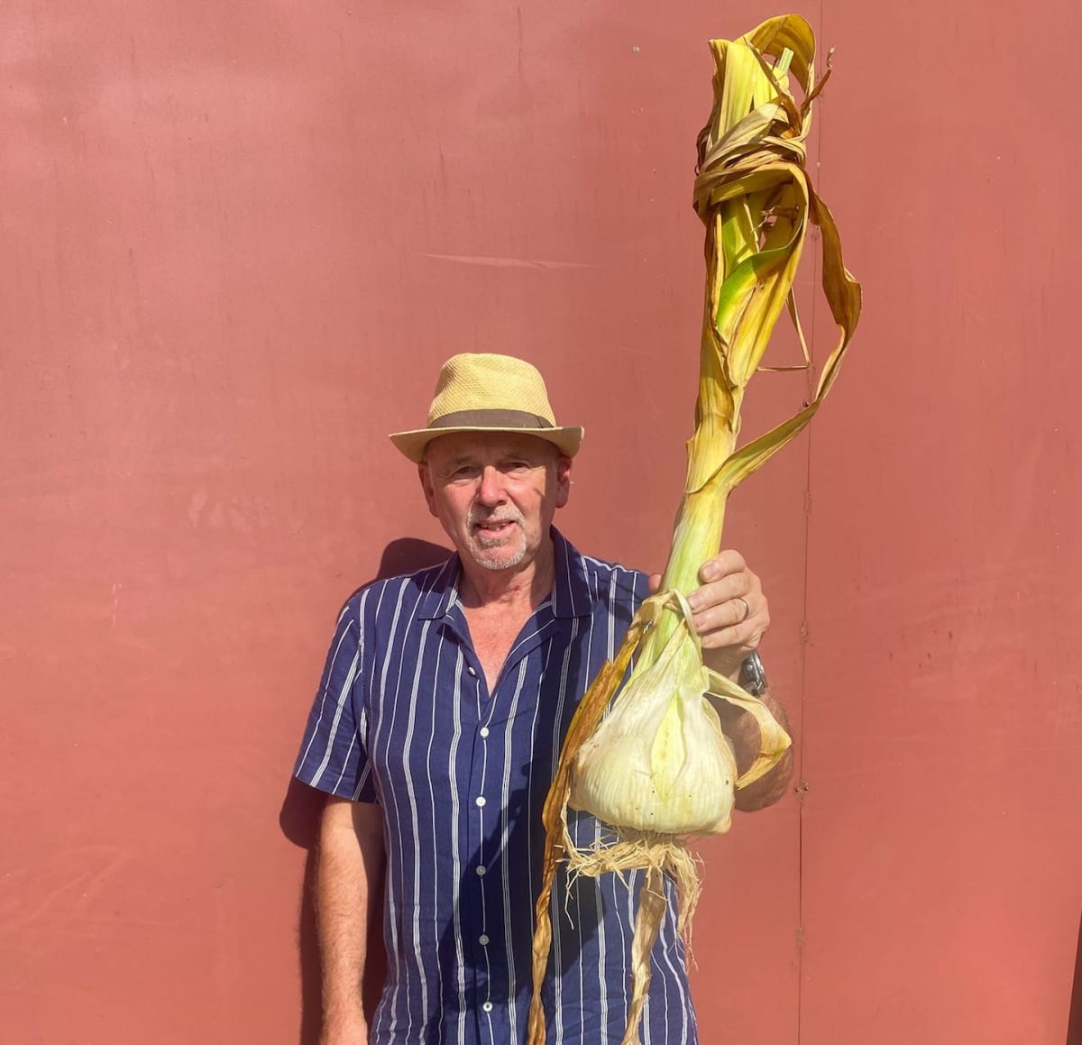 Massive elephant garlic bulb held by English gardener Graham Barratt next to regular garlic for size comparison