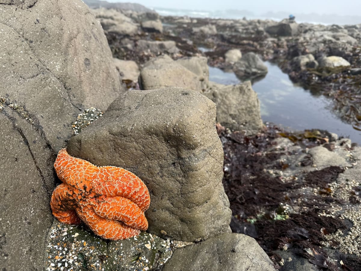Colorful juvenile sea stars covering rocky tide pool surface along Oregon coastline