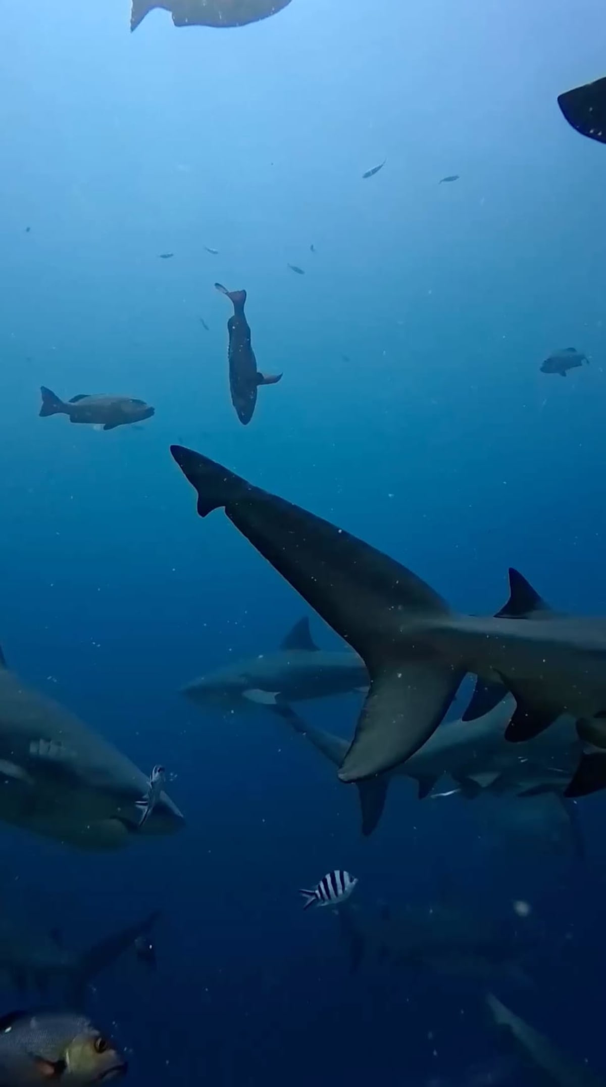 Bull Sharks Form Friendships Despite Aggressive Reputation - Image 4