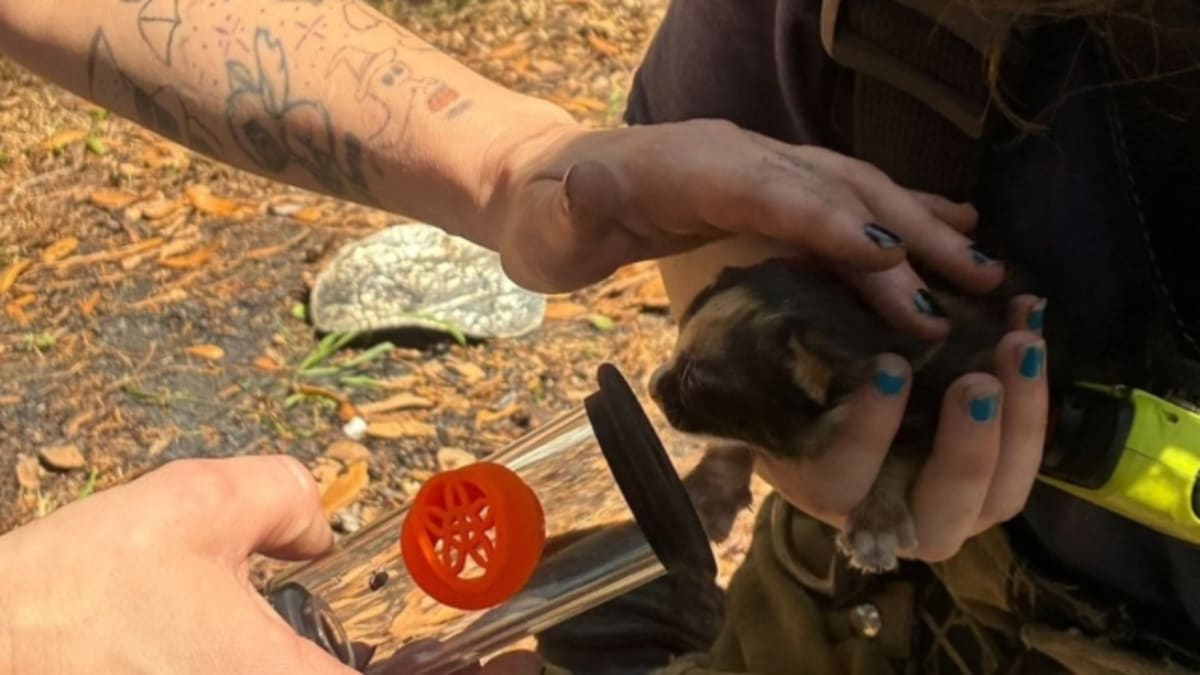 Firefighters Save 2 Kittens From Burning South Carolina Home - Image 2