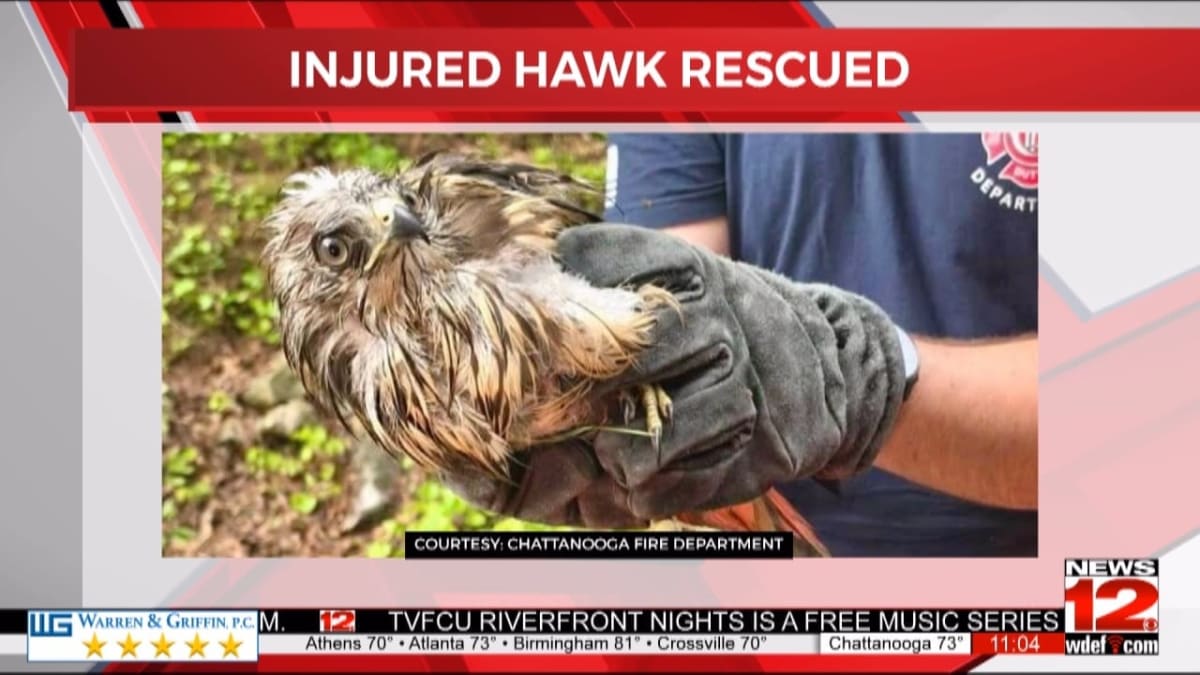 Injured hawk with damaged wing being cared for by Chattanooga firefighters after storm