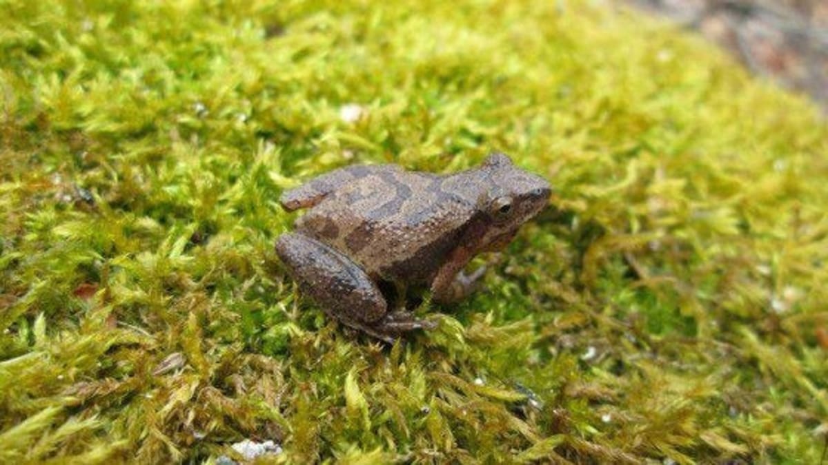 Wisconsin Volunteers Track Frogs for 40+ Years