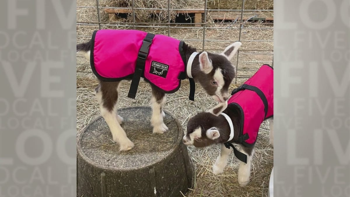 Wisconsin Farm Extends Baby Animal Event to Six Days