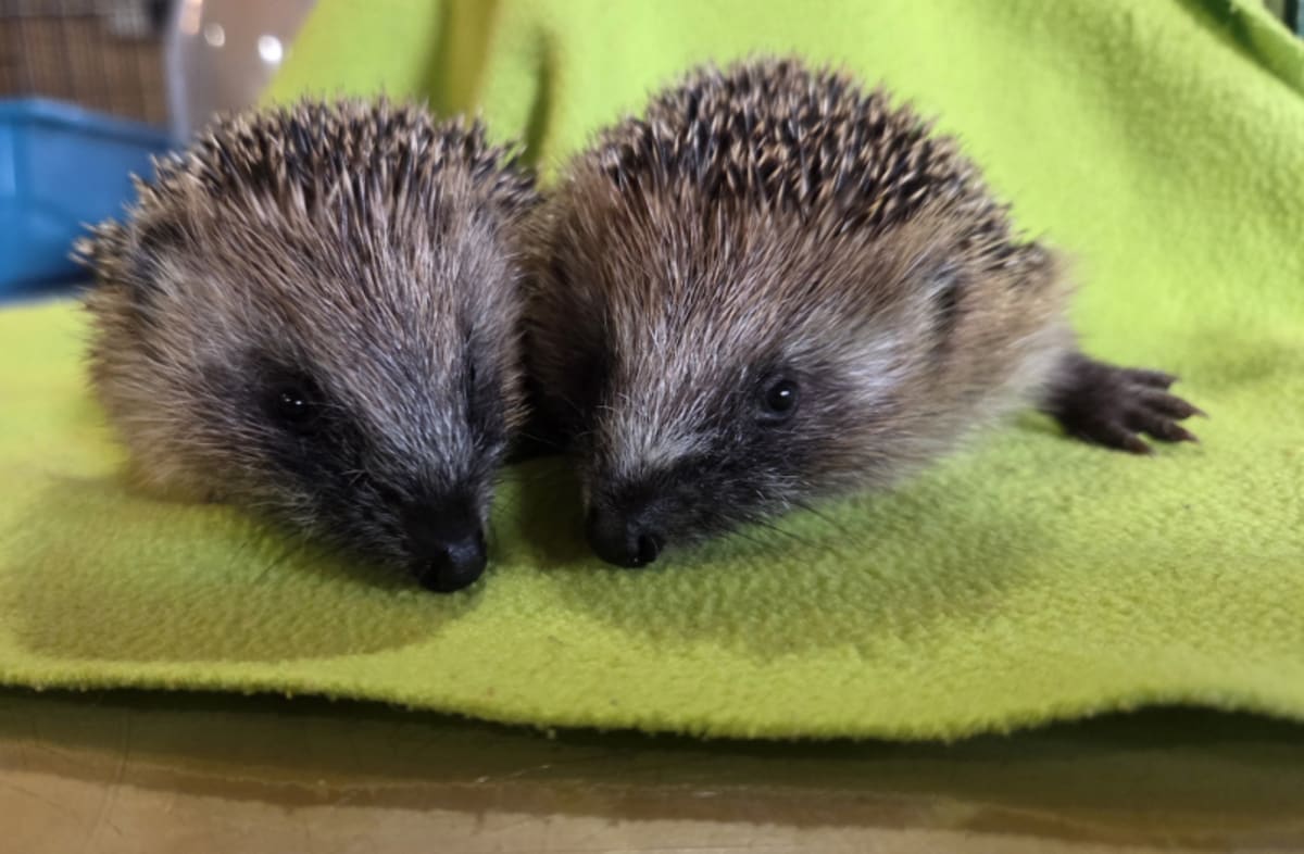 Ferry Crew Rescues Baby Hedgehogs After Mother Dies