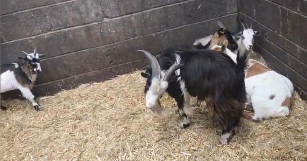 Wales Sanctuary Saves 10 Pregnant Goats From Hot Trailer